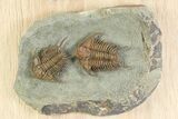 Two Foulonia Trilobites From Fezouata Formation - Top Quality Specimen #350856-1